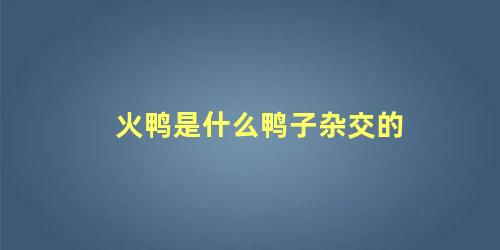 火鸭是什么鸭子杂交的