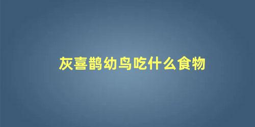 灰喜鹊幼鸟吃什么食物