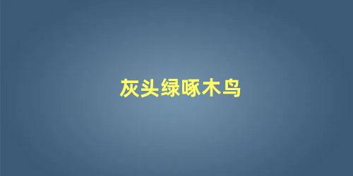 灰头绿啄木鸟