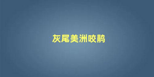 灰尾美洲咬鹃