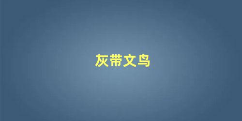 灰带文鸟