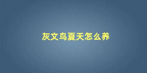 灰文鸟夏天怎么养