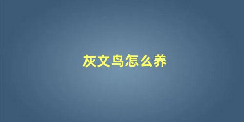 灰文鸟怎么养