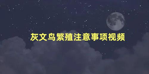 灰文鸟繁殖注意事项视频