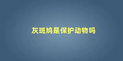 灰斑鸠是保护动物吗