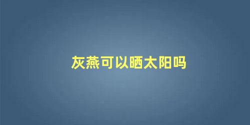 灰燕可以晒太阳吗
