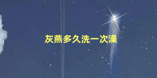 灰燕多久洗一次澡