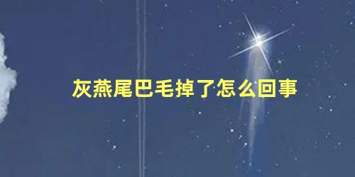 灰燕尾巴毛掉了怎么回事