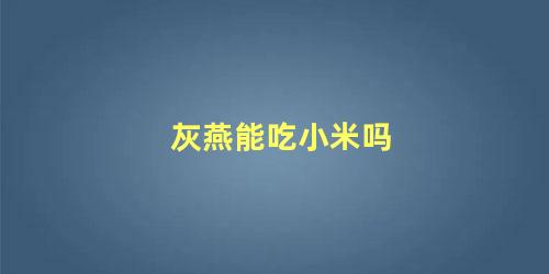 灰燕能吃小米吗