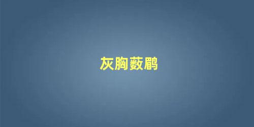 灰胸薮鹛