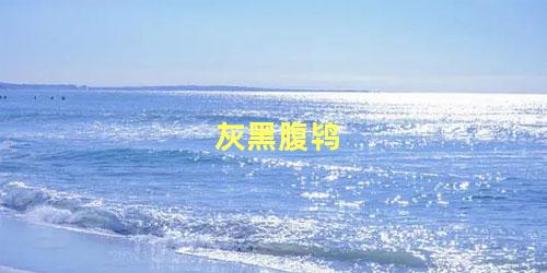 灰黑腹鸨