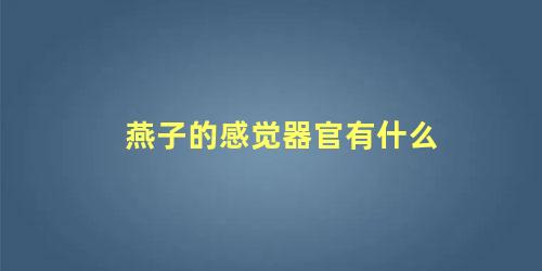 燕子的感觉器官有什么