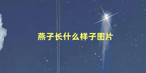 燕子长什么样子图片