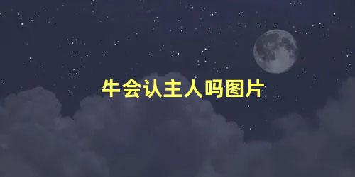 牛会认主人吗图片