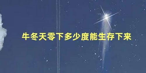 牛冬天零下多少度能生存下来