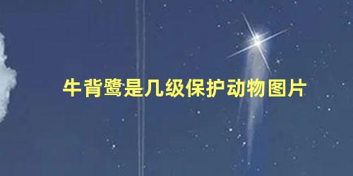 牛背鹭是几级保护动物图片