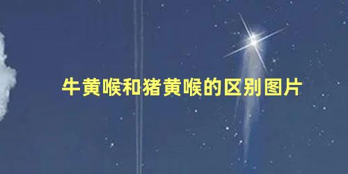 牛黄喉和猪黄喉的区别图片