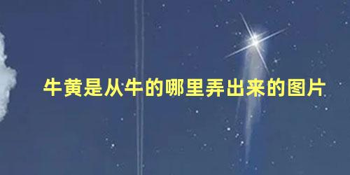 牛黄是从牛的哪里弄出来的图片