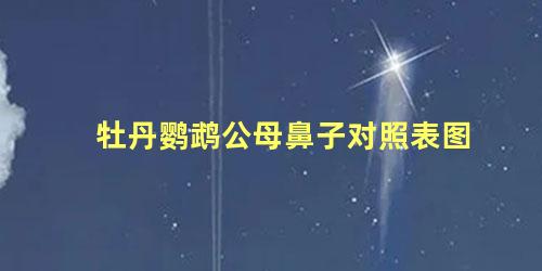 牡丹鹦鹉公母鼻子对照表图