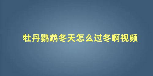 牡丹鹦鹉冬天怎么过冬啊视频