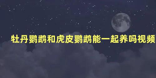 牡丹鹦鹉和虎皮鹦鹉能一起养吗视频