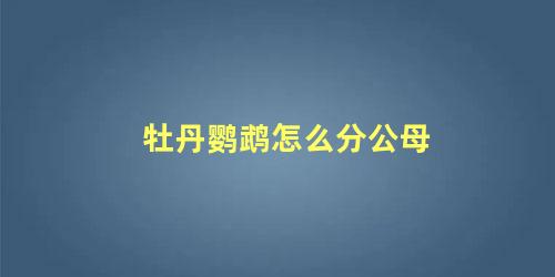 牡丹鹦鹉怎么分公母
