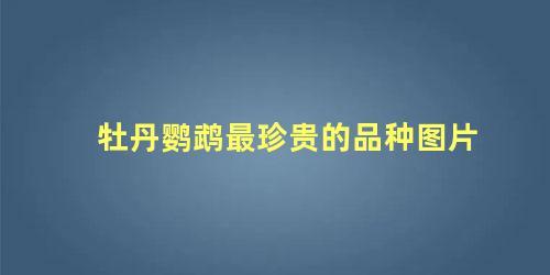 牡丹鹦鹉最珍贵的品种图片