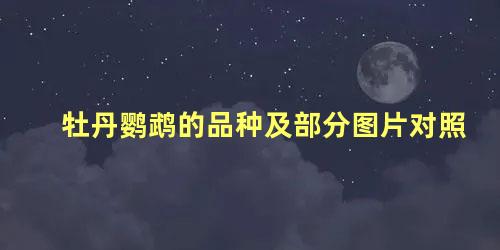 牡丹鹦鹉的品种及部分图片对照