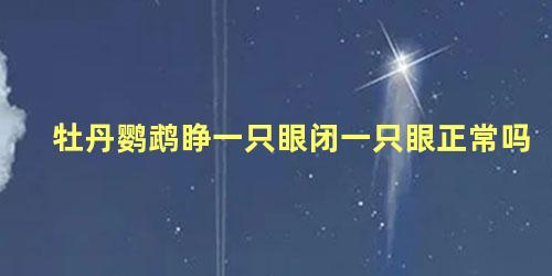 牡丹鹦鹉睁一只眼闭一只眼正常吗