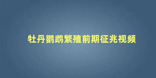 牡丹鹦鹉繁殖前期征兆视频