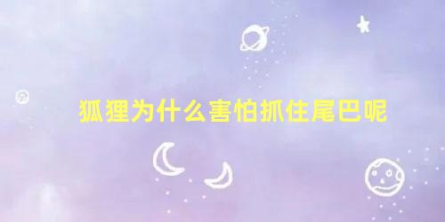 狐狸为什么害怕抓住尾巴呢