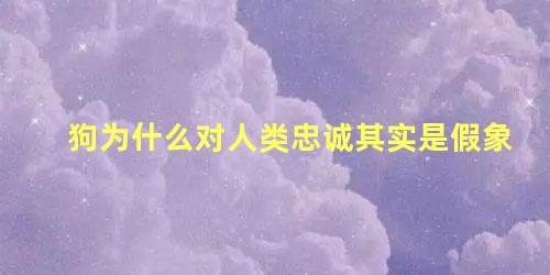 狗为什么对人类忠诚其实是假象