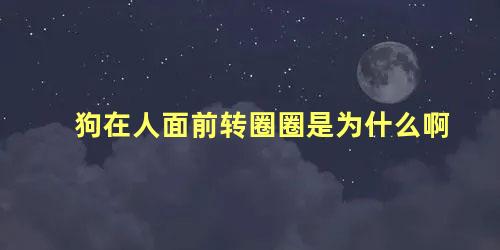 狗在人面前转圈圈是为什么啊