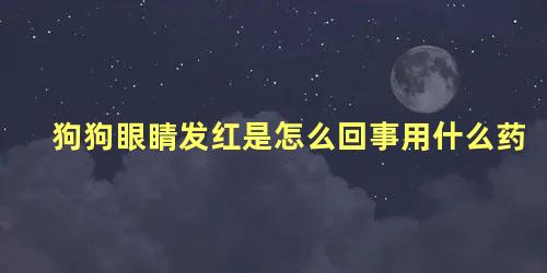 狗狗眼睛发红是怎么回事用什么药