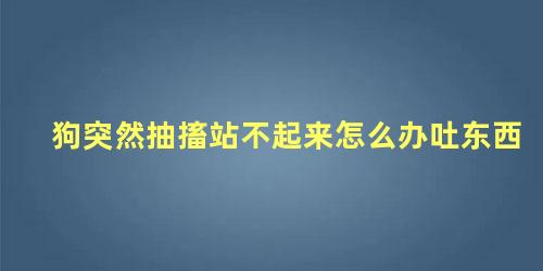 狗突然抽搐站不起来怎么办吐东西