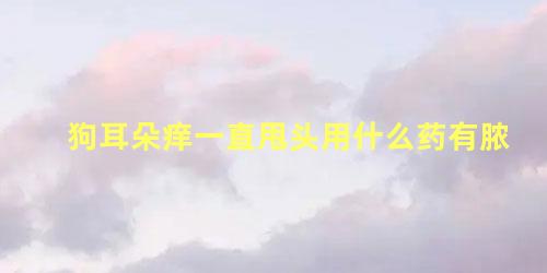 狗耳朵痒一直甩头用什么药有脓