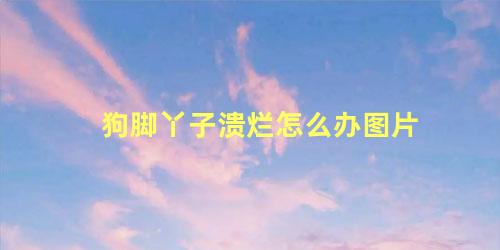 狗脚丫子溃烂怎么办图片