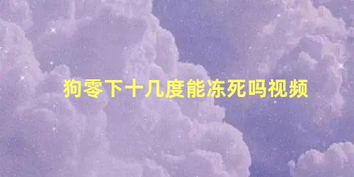 狗零下十几度能冻死吗视频
