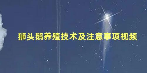 狮头鹅养殖技术及注意事项视频