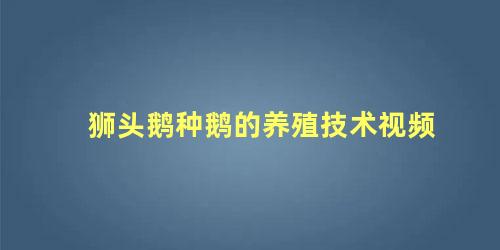 狮头鹅种鹅的养殖技术视频