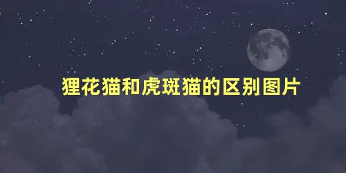 狸花猫和虎斑猫的区别图片