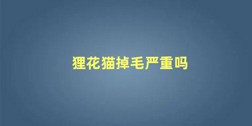 狸花猫掉毛严重吗