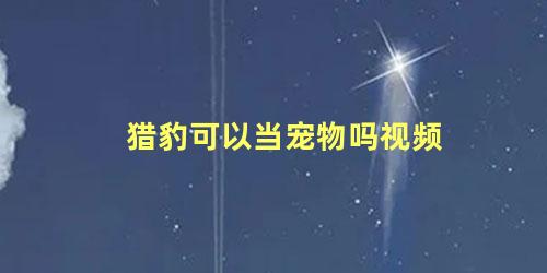 猎豹可以当宠物吗视频