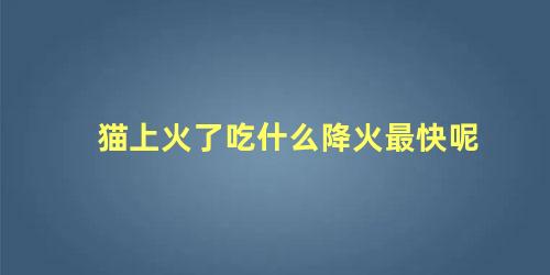 猫上火了吃什么降火最快呢