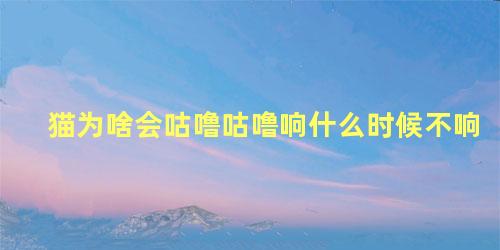 猫为啥会咕噜咕噜响什么时候不响