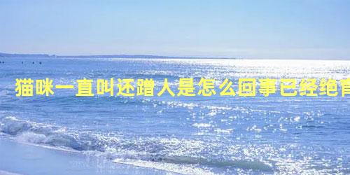 猫咪一直叫还蹭人是怎么回事已经绝育