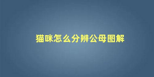 猫咪怎么分辨公母图解