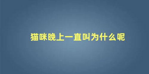 猫咪晚上一直叫为什么呢