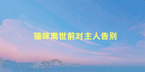 猫咪离世前对主人告别