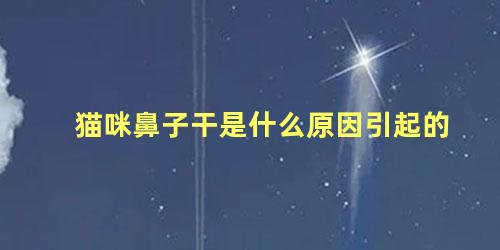 猫咪鼻子干是什么原因引起的